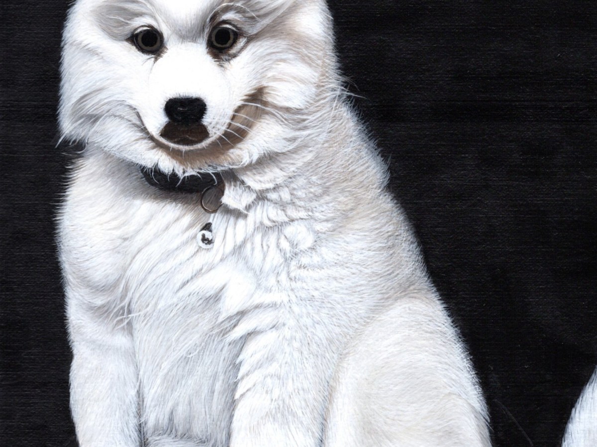 An American Eskimo&nbsp;Puppy